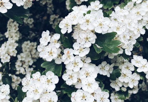 Tawakal Adalah Kunci