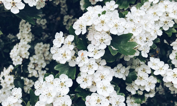 Tawakal Adalah Kunci