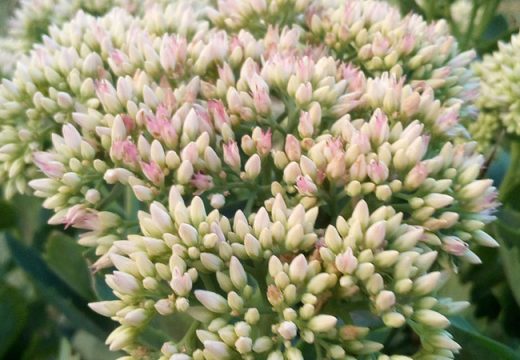 Tips Memasuki Ramadan