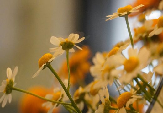 Sibuk Berdandan Hingga Terluput Dari Menuntut Ilmu