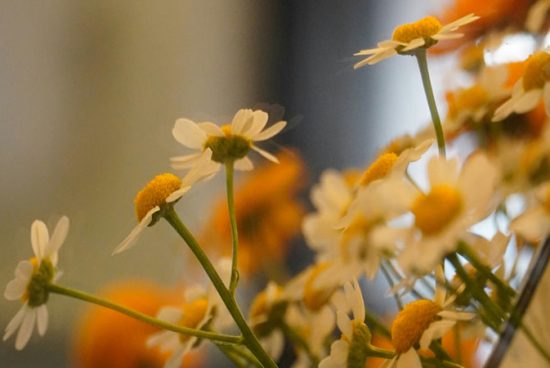 Sibuk Berdandan Hingga Terluput Dari Menuntut Ilmu